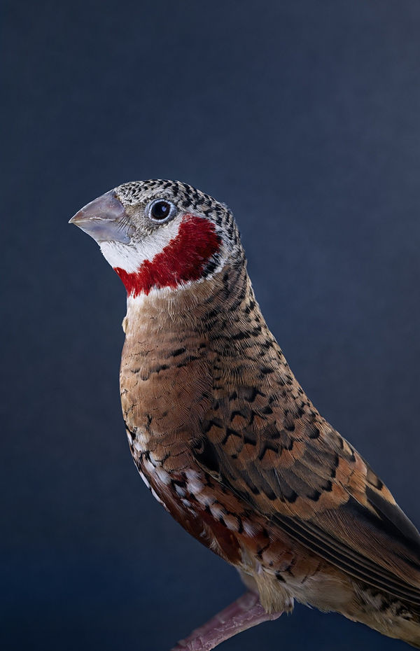 Leila Jeffreys, From the series, The wound is the place where the light enters, Cut-throat, 2022