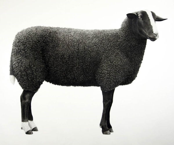 Jonathan Delafield Cook, Zwartbles Sheep, 2019