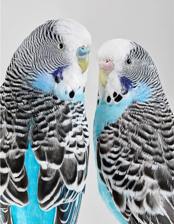 Leila Jeffreys, From the series High Society, Bluey and Liquorice, 2019