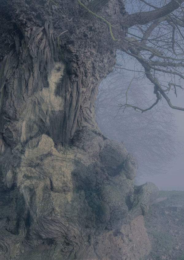 Tessa Traeger, Family Trees, No.13 Lady Elizabeth Montagu - Musician , 2022