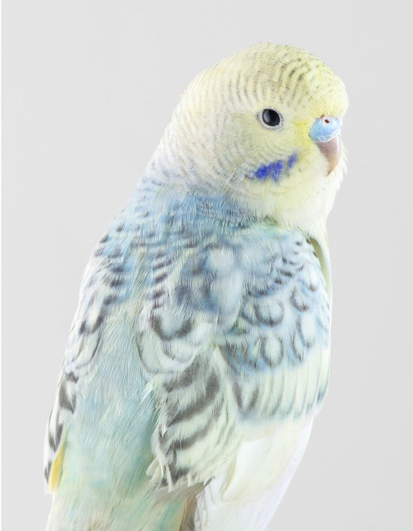 Leila Jeffreys, From the series High Society, Coral, 2019