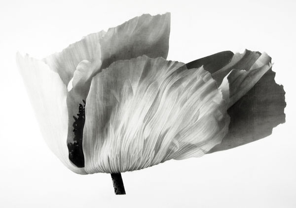 Jonathan Delafield Cook, Poppy III, 2021