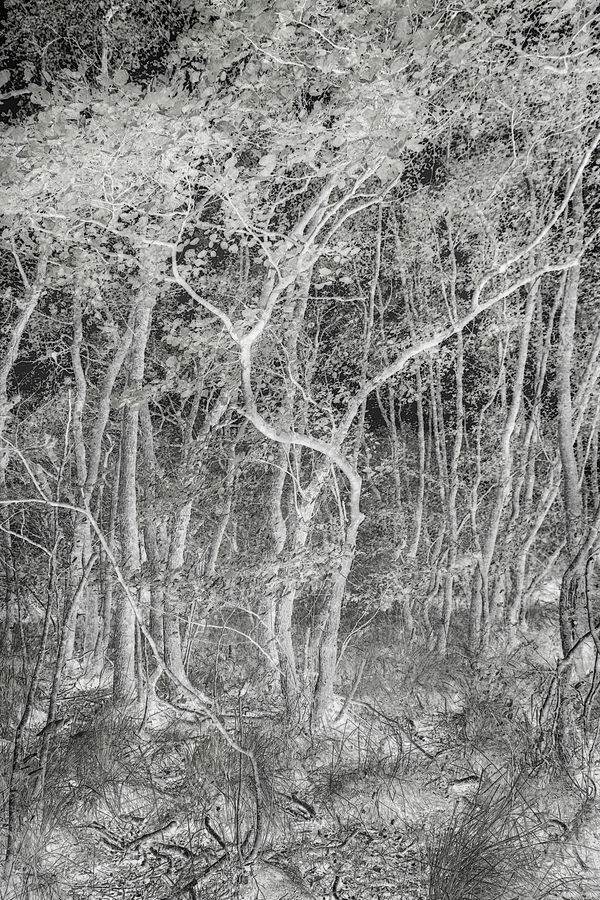 Santeri Tuori, Forest 54, 2023