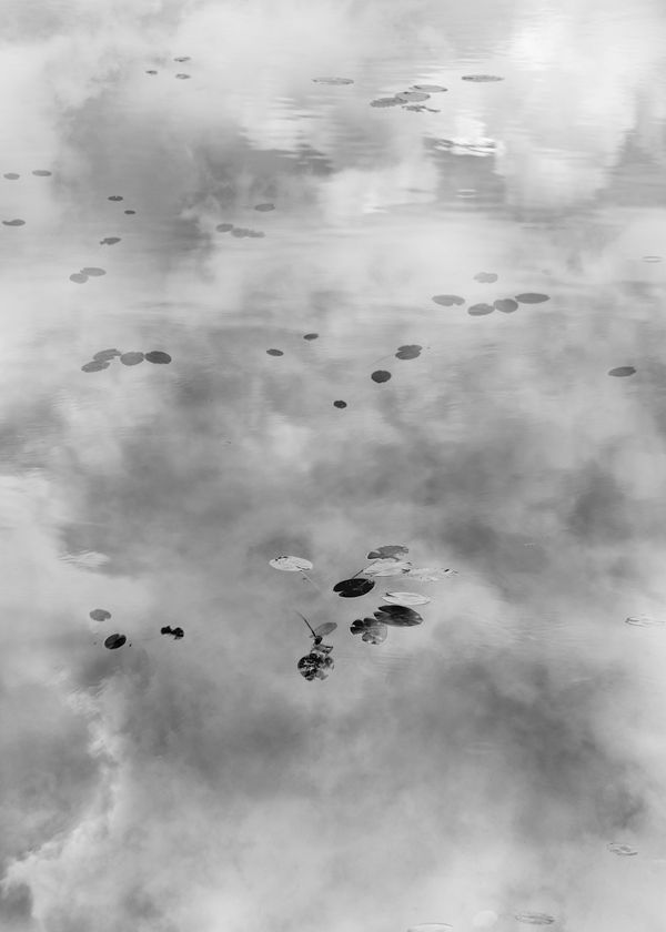 Santeri Tuori, Water Lilies 24, 2023