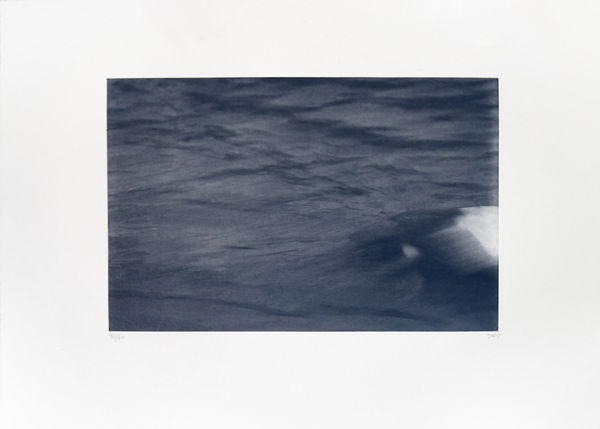 Svend-Allan Sørensen, Birds of the Faroe Islands - Eider, 2015