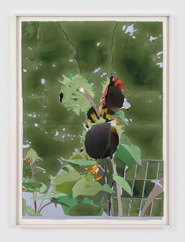 Roger White, sunflowers III, 2025