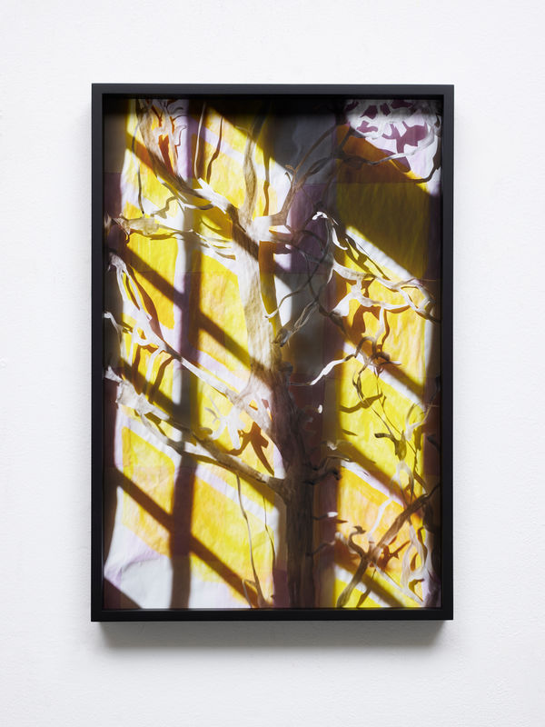 David Gilbert, Crooked Tree, 2023 / 2024