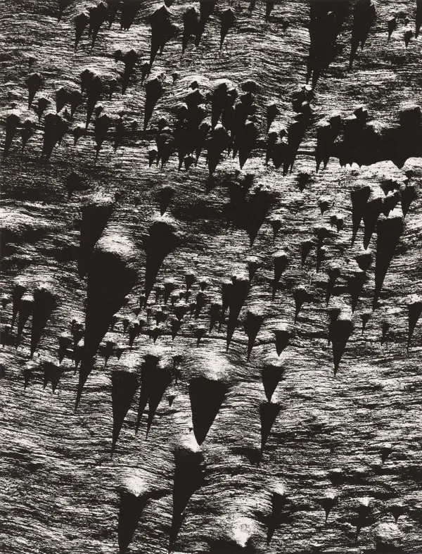 John Cato (c.1926-2011), Tree, A Journey #13, 1971 - 1973