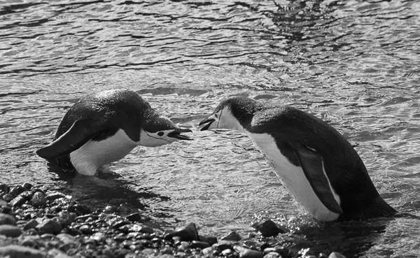 Garlinda Birkbeck, I Said No, 2012