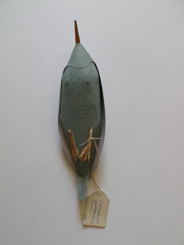 Sheridan Jones, Coracus, 2015