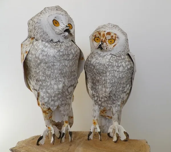 Sheridan Jones, Twins, 2014