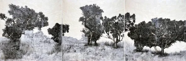 Iconic (Red flowering gum and Bull banksia)