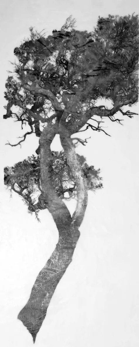 Hear, See, Speak for the Trees I