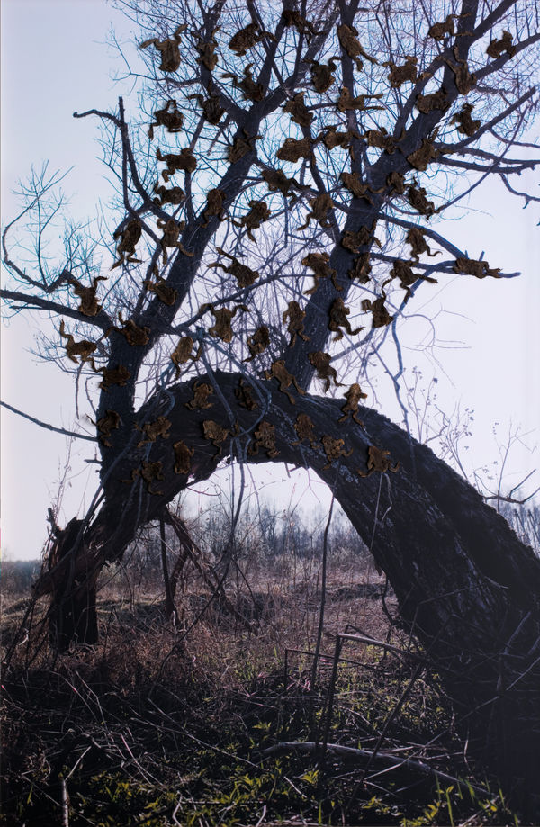 Sergey Bratkov, Из серии «Заговор» | From the series Spell, 2014