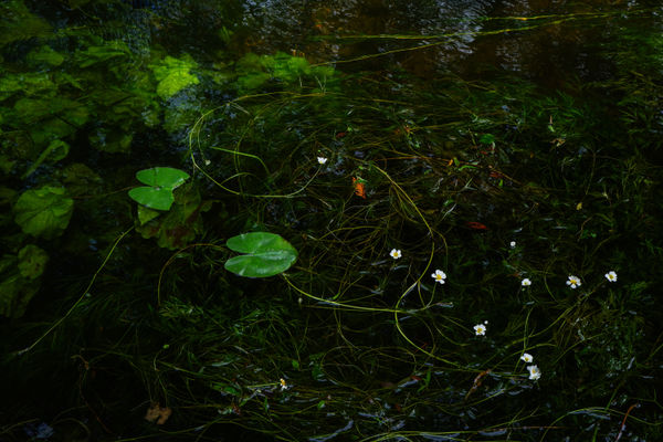 Glenn Keelan, River Brosna