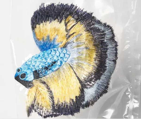 ANGEL HUI HOI KIU, Embroidery on Plastic Bags – Betta Fish #9, 2022