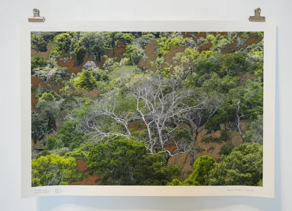 Andreas Valentin, Tradewinds: Desert‹-›Forest, 2023/2025