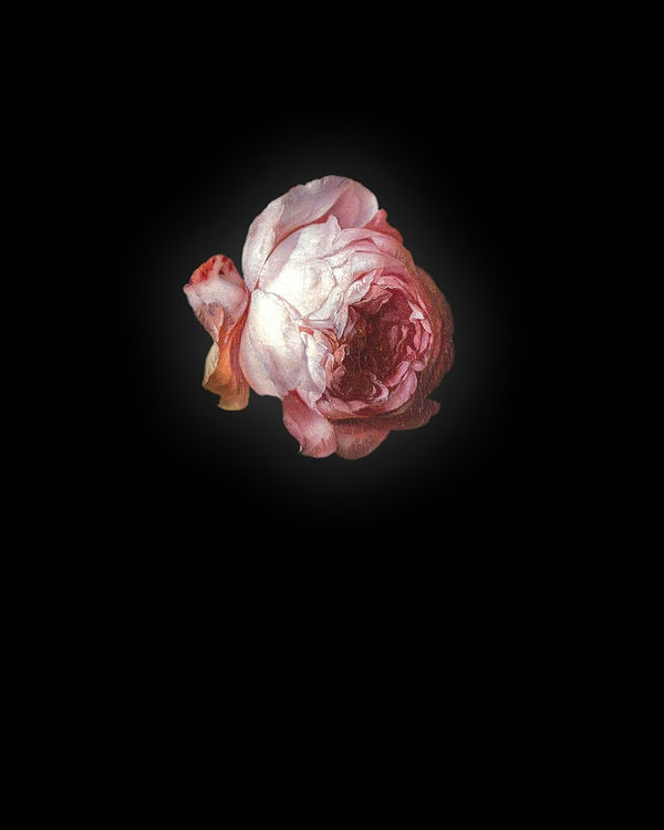 Rob and Nick Carter, Rose I after Rachel Ruysch, 2013