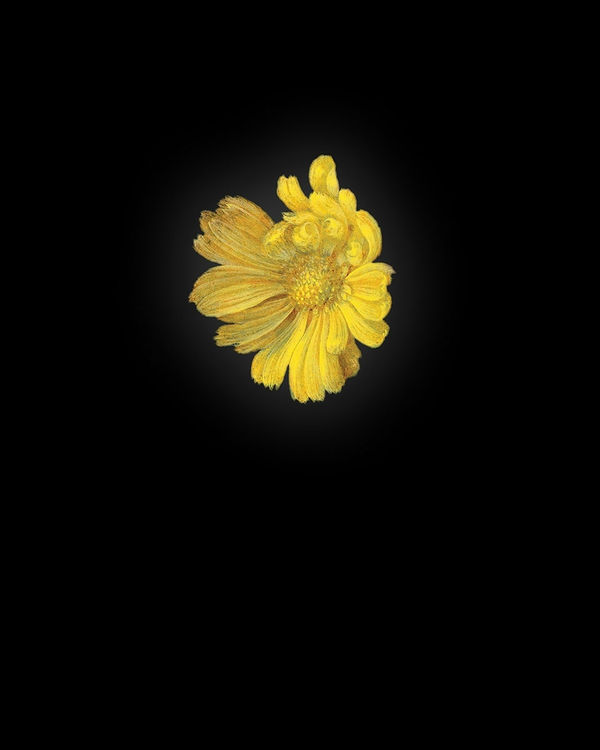 Rob and Nick Carter, Calendula I after Ambrosius Bosschaert the Elder, 2013