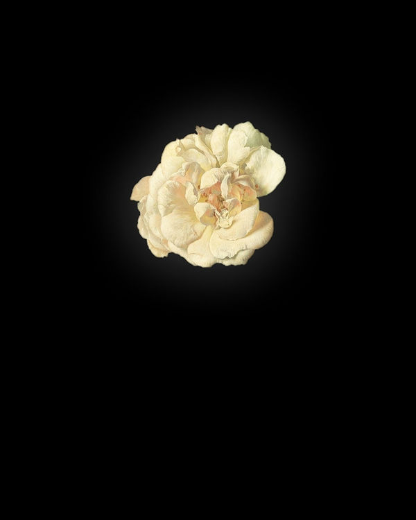 Rob and Nick Carter, Peony IV after Jan van Huysum, 2013