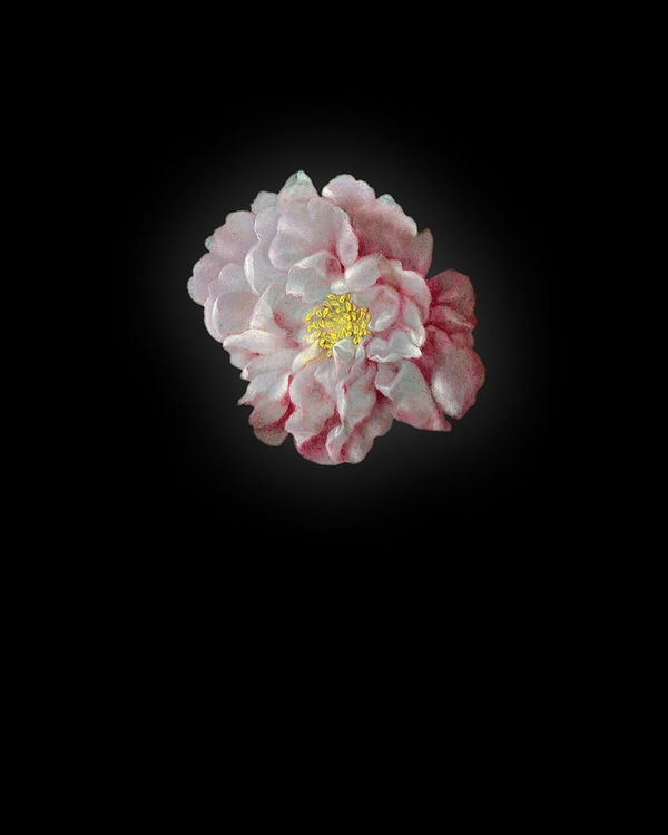 Rob and Nick Carter, Peony I after Ambrosius Bosschaert the Elder, 2013