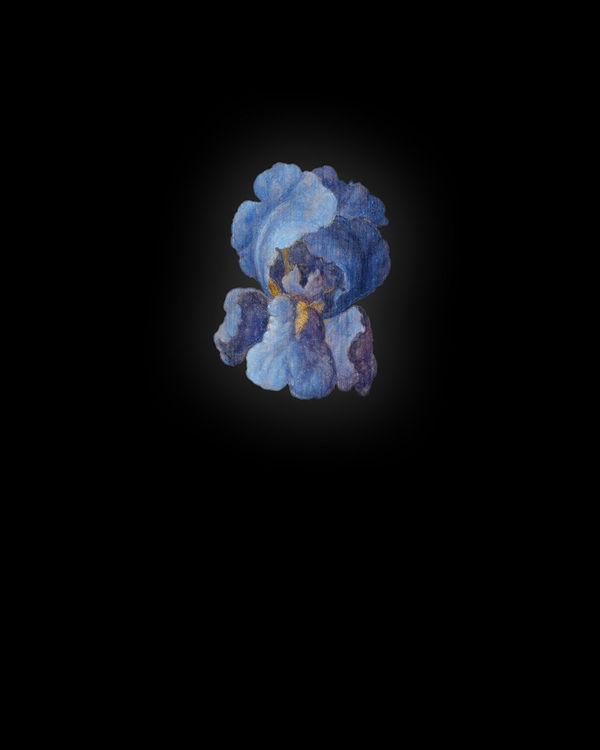 Rob and Nick Carter, Iris III after Balthasar van der Ast, 2013