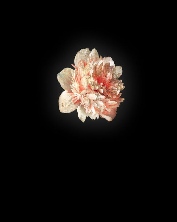 Rob and Nick Carter, Poppy II after Jan van Huysum, 2013