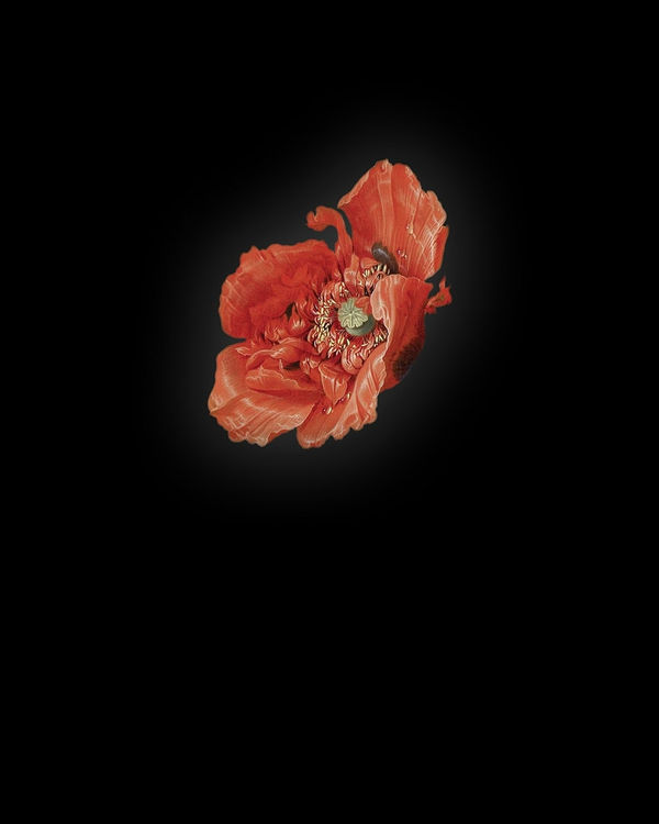 Rob and Nick Carter, Poppy I after Abraham Mignon, 2013