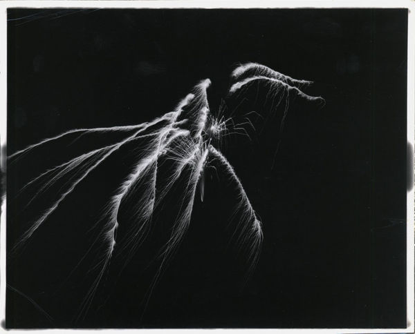 György Kepes, Untitled photogram, 1949