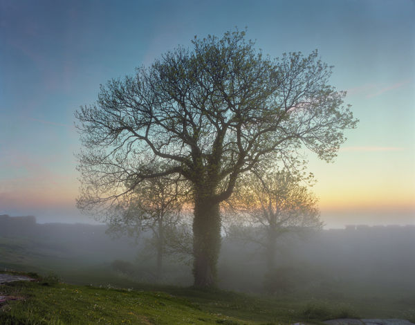 Andrew Moore, Oak at Hammerhus, 2006