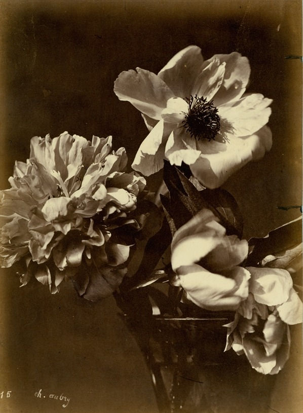 Charles Aubry, Flower Arrangement (#15), c. 1860's