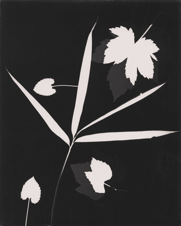 György Kepes, Untitled photogram, 1951