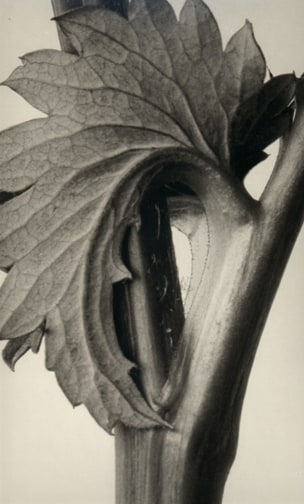 Karl Blossfeldt, Sanguisorba canadensis