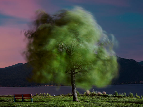 Andrew Moore, Windblown Willow, 2023
