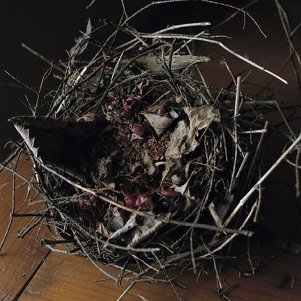 Wendy Burton, NEST: Academy Hill Road, Dutchess County, New York, 2010