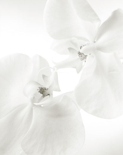 Yumiko Izu, Secret Garden (Blanc) 96, 2009