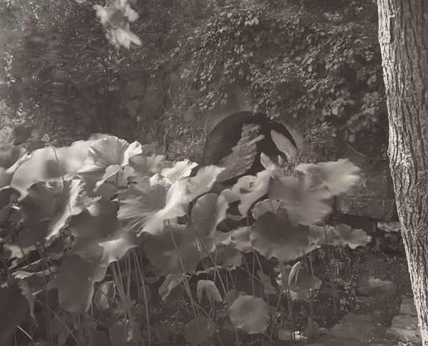 John Yang, culvert with large leaves Untitled (489-17), date unknown