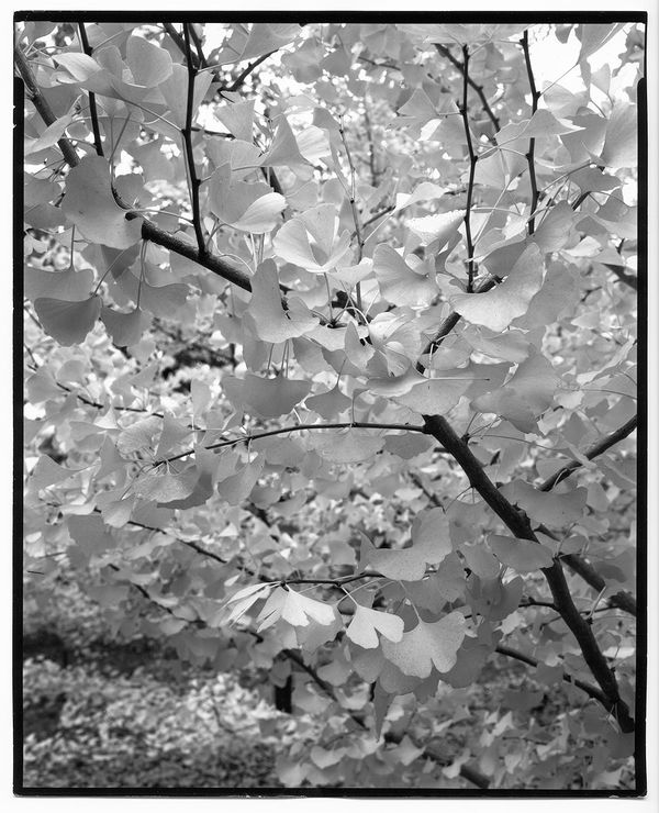 Nicholas Nixon - Arnold Arboretum No. 3, 2021