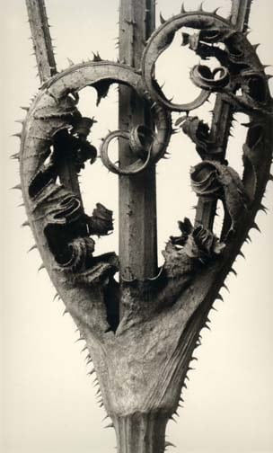 Karl Blossfeldt, Dipsacus laciniatus, 1928/1997