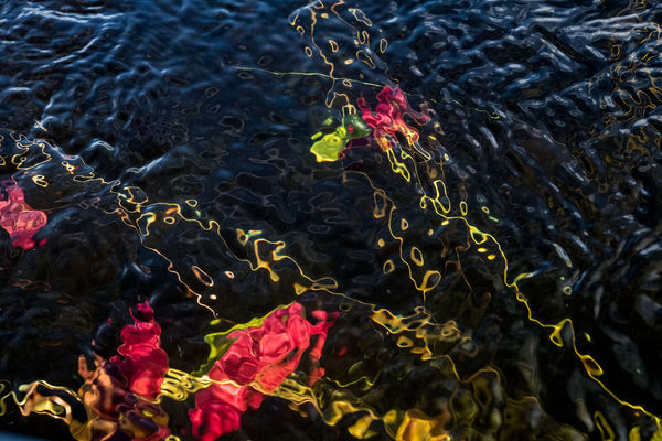 Sage Sohier, Nymphaea 08 (from the series Immersed & Submerged), 2018