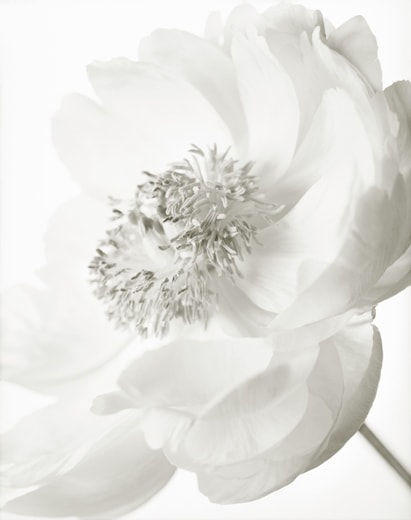 Yumiko Izu, Secret Garden (Blanc) 73