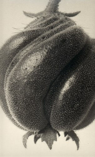 Karl Blossfeldt, Blumenbachia Hieronymi