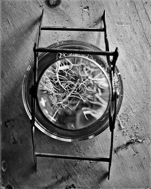 Gregory Vershbow, Magnified Lichen (from the series, The Alchemist's Tree), 2009