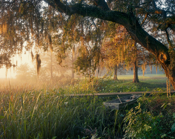 Andrew Moore, Low Country Dawn (Moncks Corner, SC), 2015