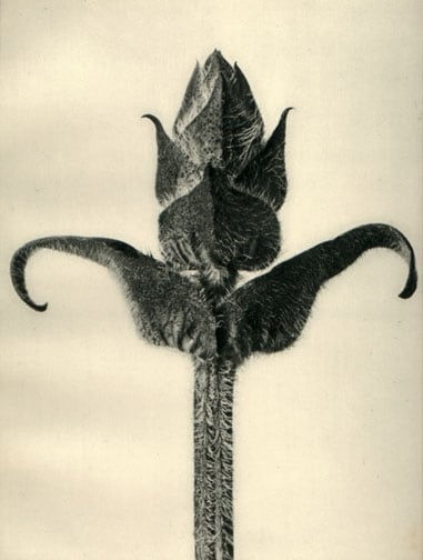 Karl Blossfeldt, plate 87