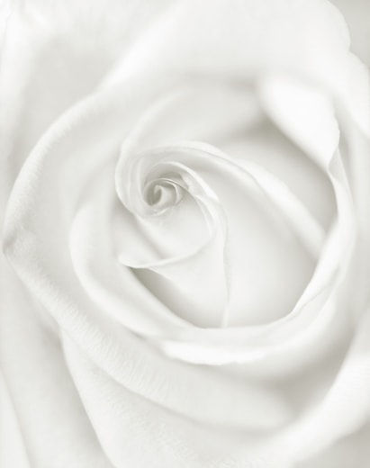 Yumiko Izu, Secret Garden (Blanc) 67, 2008