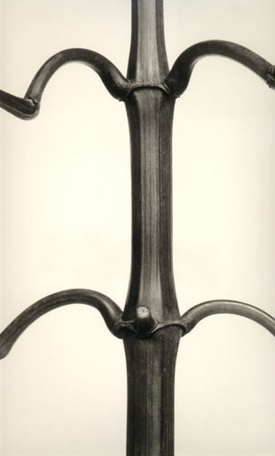 Karl Blossfeldt, Impatiens glandulifera, 1928/1997