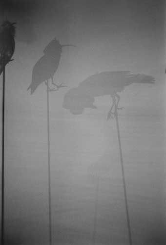 Graciela Iturbide, Pajaros Paris Museo [silhouetted birds], 1995