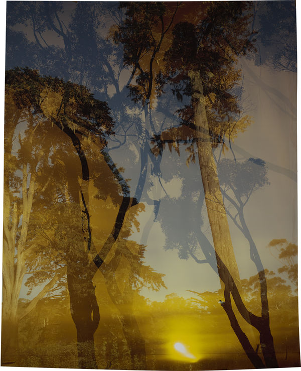 John Chiara, Starr King : Coral : Midway, 2021