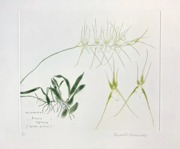 Elizabeth Blackadder RSA, Orchid Portfolio 4 (Brassia verrucosa), 1993